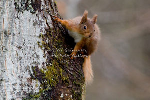 Red Squirrels at Betty Fold Hawkshead Cumbria